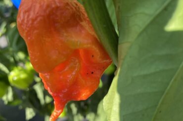 Meanest looking Ghost Pepper I’ve ever grown