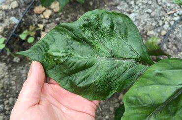 Chimeric leaf tissue