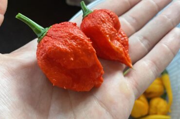 I didn’t know super hots could grow thorny