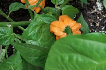 Newbie super hot questions