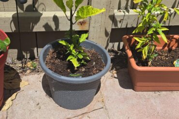 Reaper not producing