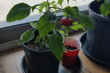 Is this "habanero" ripe?