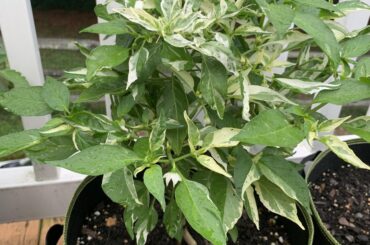 Variegated plant id?