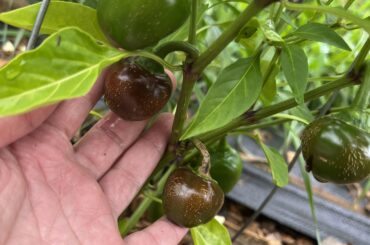 Mistery Pepper ID
