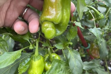 Help identifying this pepper