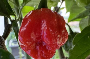 Reaper Question!