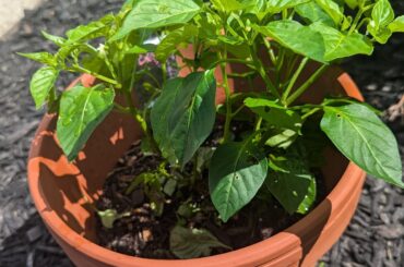 What is wrong with my plants? Is this normal or sho I take my babies to a plant doctor? (Picture one is of a couple days ago, and picture 2 is recently)