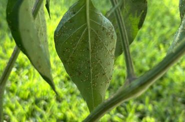 What’s all over my serranos?