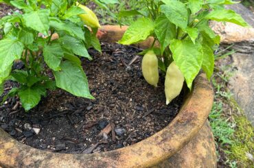 Do these look familiar??