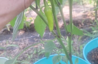 Pepper id.