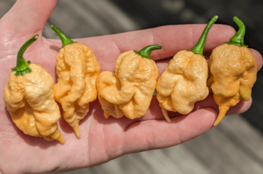 Starscream pods are coming in