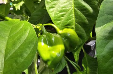 Hello me identify this Pepper