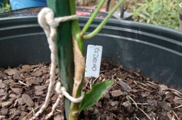 The little plant that could