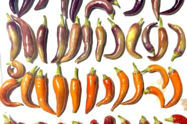 Life cycle of a (help identify)