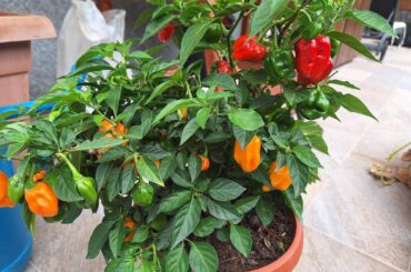 Identification problem