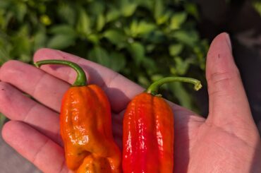 Are these ghost peppers?