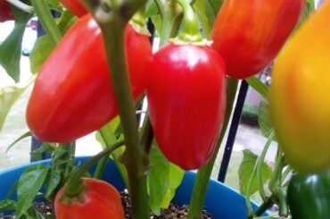 My first attempt at growing my own