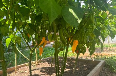 Fatali’s are coming in nice.