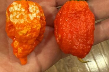 Carolina Reaper Deficiency?