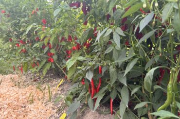 Best Year Ever in South Carolina