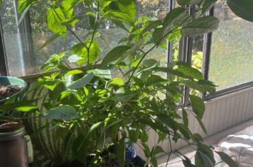 My Habanero is blooming, but barely