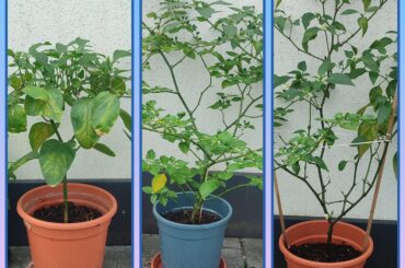 Hello everyone, I have a question.