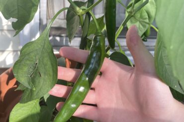 Why are my serranos so big? There are multiple that are 5+ inches.