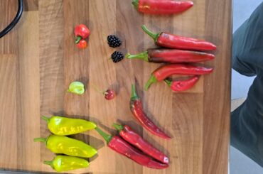 Spicy Pad Kra Pao from first peppers of the year!