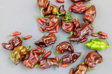 Chocolate Scorpions starting to come in strong.  Maybe time to fire up the dehydrator soon!  A few green pods fell off as I was harvesting.  There are probably an equal number of Habaneros that will be ready in the next day or two - the little Thai Chillies are a daily handful.