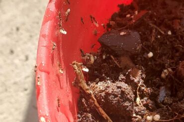 Why are there ants on my plant