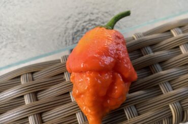 My First Scorpion!!! Proud Pappa