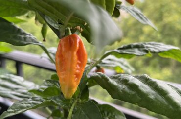 I really love the change of colors