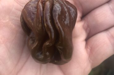 Ppl said this is a chocolate hab (first pic) but it’s definitely a scotch bonnet. Look at 2nd pic from same plant.