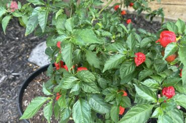 My Reaper plant is producing like crazy this summer.