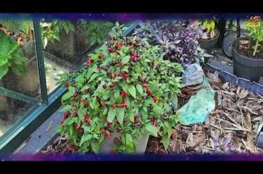 2024 08 12 Alle planten in de tuin Film 009 4K