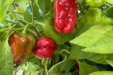 What Peppers are these? First two pics from same plant.