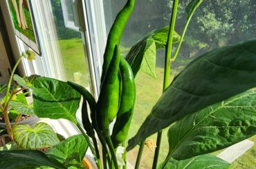 I can't remember what I planted