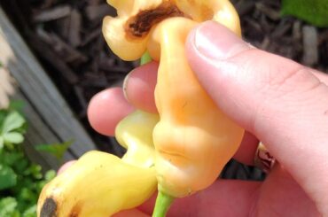 Blossom End Rot or something else? Is there much I can do besides add calcium?