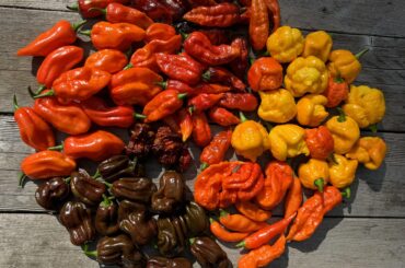 Harvest from a couple of days ago. Lots more coming soon! Having my best growing season in 4yrs of doing this. Wish I discovered Fox Farm a few years ago!
