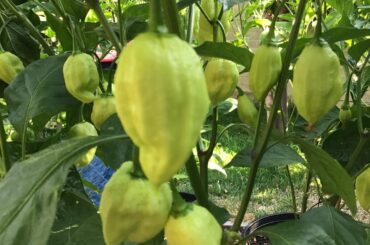 Sweet scorpion? Labeled as sweet but look diff from others