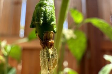 After a tough first year including storm damage, a terrible thrips infestation, and rookie mistakes I have: my first baby Serrano!