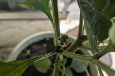 First pardon pepper showing up.