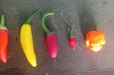 My peppers list