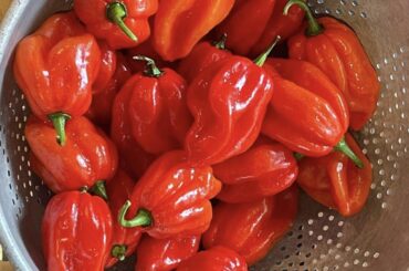 Red Habaneros