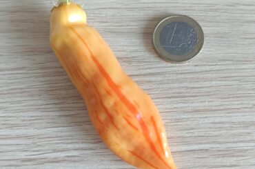 My first ripe SRS and Carbonero of this season!