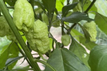 What are these weird growths on my primotalii plant?!?!