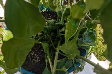 Me and my dads driveway pepper garden