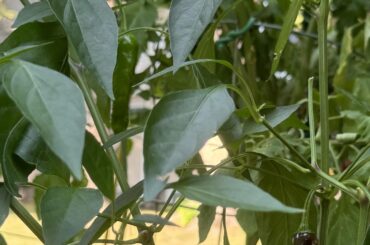 Shishimai Shishito Purple Pepper