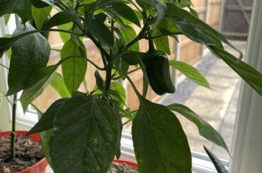 Help Identifying Pepper Plant