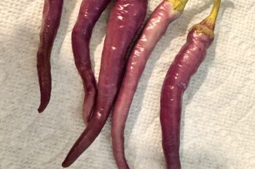 Got these at the farmers market labeled as purple cayenne but my guess is Buena mulata?
